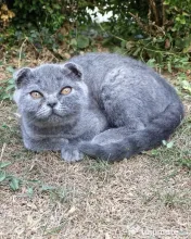 2 Fetite Scottish fold cauta 🏠🏠 pt. mai multe detalii scrieti in privat! 