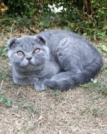 2 Fetite Scottish fold cauta 🏠🏠 pt. mai multe detalii scrieti in privat!