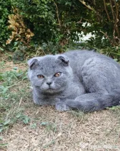 2 Fetite Scottish fold cauta 🏠🏠 pt. mai multe detalii scrieti in privat! 