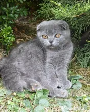 2 Fetite Scottish fold cauta 🏠🏠 pt. mai multe detalii scrieti in privat! 