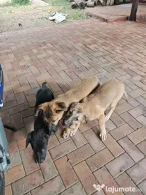 Catelusele Luna, Delice și mămica lor își caută o familie!