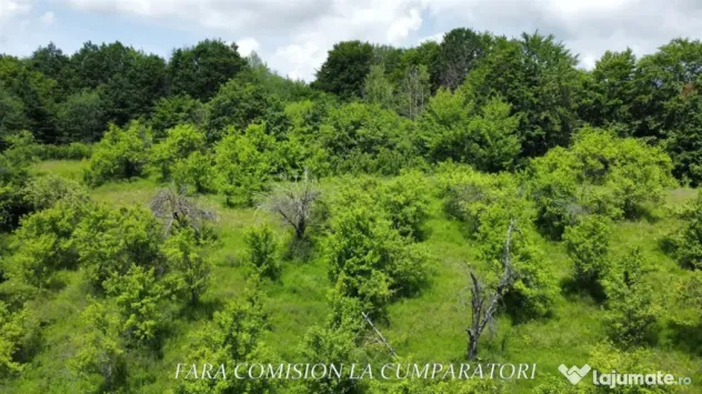 TEREN 19.822 MP CADRU NATURAL MINUNAT - Runcu (Valcea)
