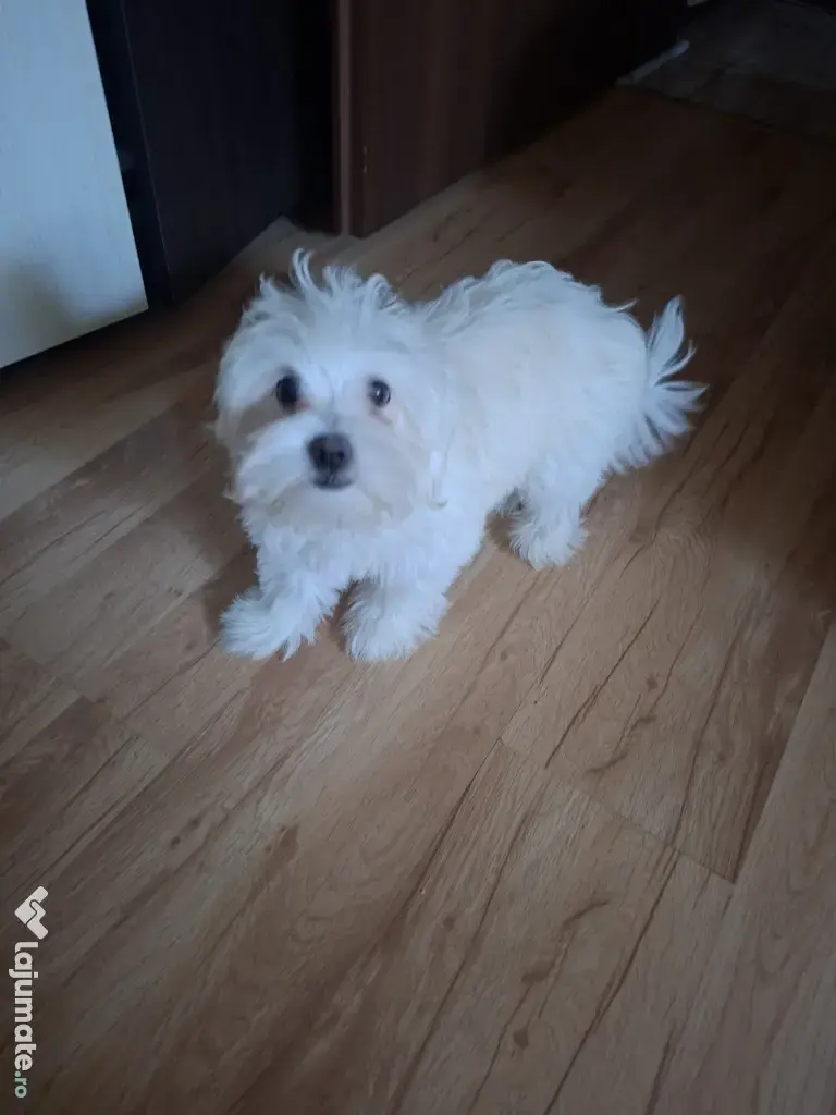 Cățeluș drăgălaș bichon maltez