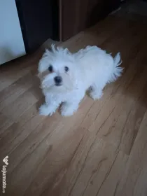 Cățeluș drăgălaș bichon maltez