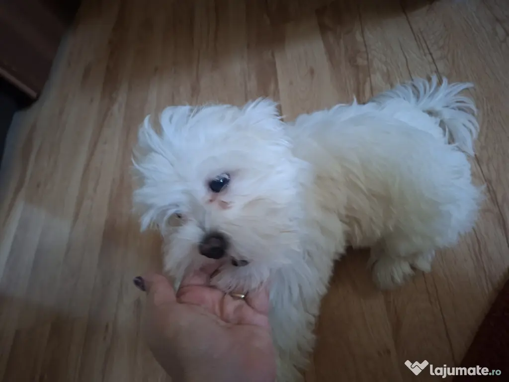 Cățeluș drăgălaș bichon maltez
