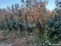 Pomi fructiferi altoiți Aiud Alba