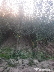 Pomi fructiferi altoiți Aiud Alba