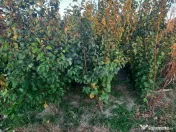 Pomi fructiferi altoiți Aiud Alba