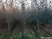 Pomi fructiferi altoiți Aiud Alba