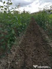Pomi fructiferi altoiți Aiud Alba