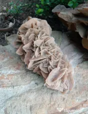 Trandafirul desertului Desert Rose roca piatra L 30 cm. H 15 cm.
