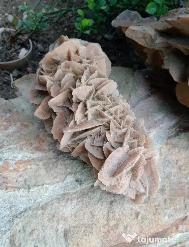 Trandafirul desertului Desert Rose roca piatra L 30 cm. H 15 cm.