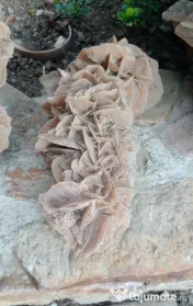 Trandafirul desertului Desert Rose roca piatra L 30 cm. H 15 cm.
