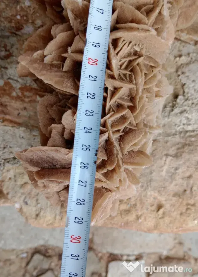 Trandafirul desertului Desert Rose roca piatra L 30 cm. H 15 cm.