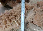 Trandafirul desertului Desert Rose roca piatra L 30 cm. H 15 cm.