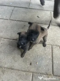 Pui ciobănesc belgian Malinois