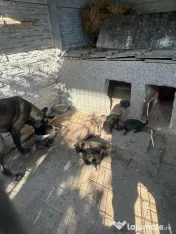 Pui ciobănesc belgian Malinois 