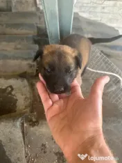 Pui ciobănesc belgian Malinois 