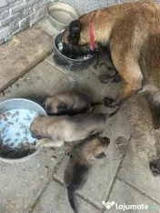 Pui ciobănesc belgian Malinois 