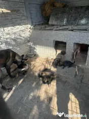 Pui ciobănesc belgian Malinois 