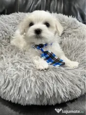 Bichon maltez mini toy 