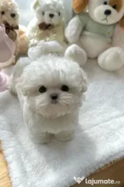 Bichon maltez mini toy 