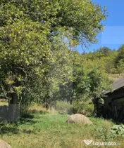 Casa traditionala pe un teren intravilan generos de 3409 mp 