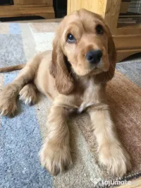 Cocker spaniel 