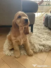 Cocker spaniel