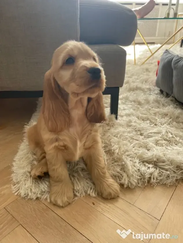 Cocker spaniel