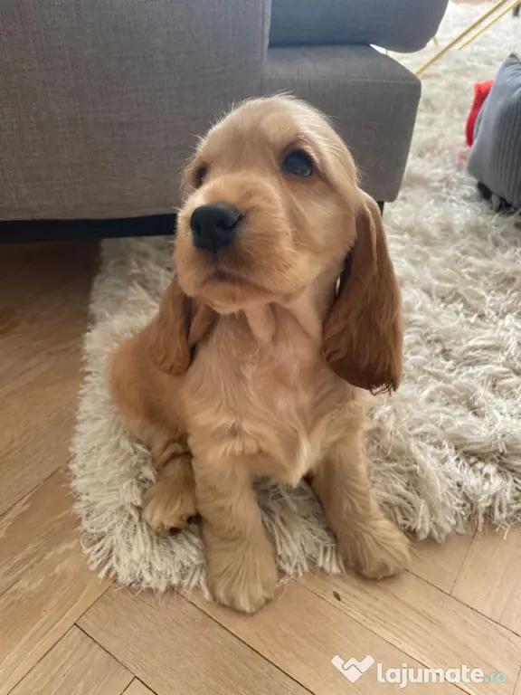 Cocker spaniel