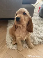 Cocker spaniel