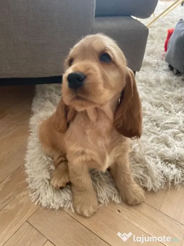 Cocker spaniel