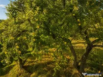 FILM! Confortabila ariere, 4.500 mp, arbori roditori, Sancra