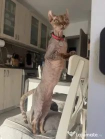 Pisica rasa Sphynx Elf  1,5 ani femela, sterilizata, vaccinata, cip si pasaport