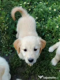 Catei Golden Retriever