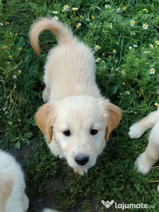 Catei Golden Retriever