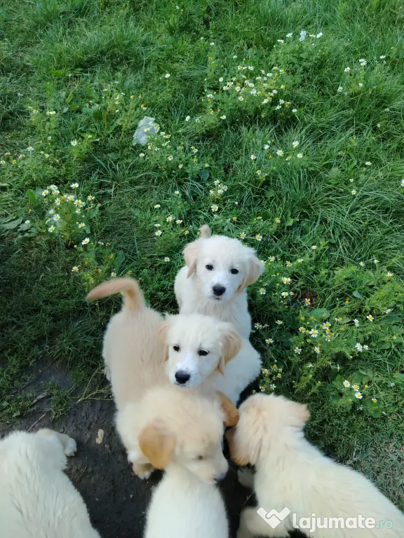 Catei Golden Retriever