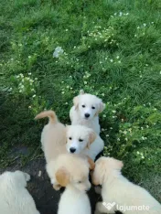 Catei Golden Retriever