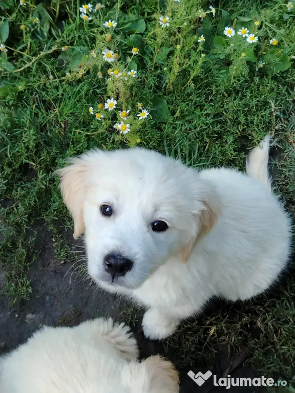 Catei Golden Retriever
