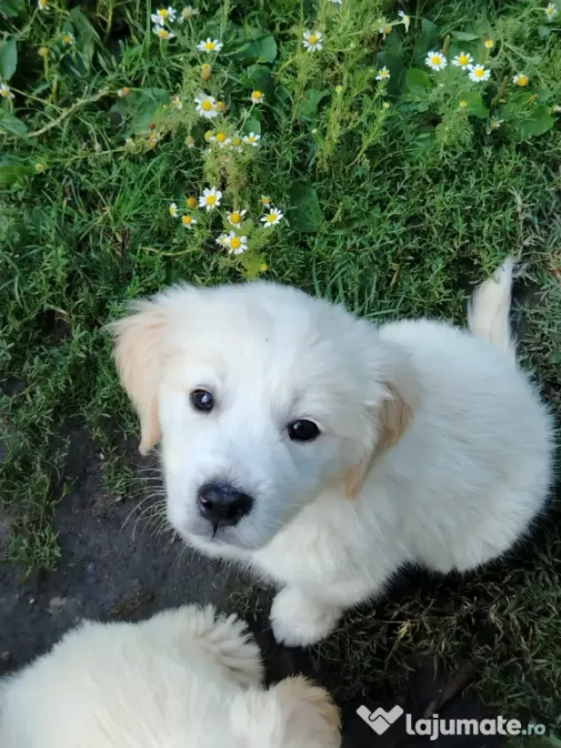 Catei Golden Retriever