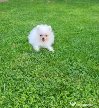 pomeranian mini spitz 