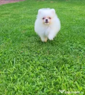 Pomeranian mini spitz 