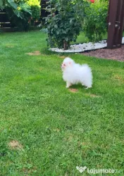 Pomeranian mini spitz 