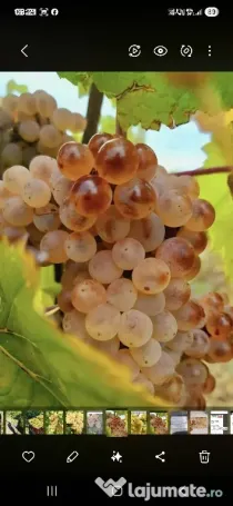 vand struguri de vin