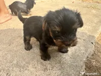 Pui yorkshire terrier