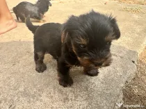 Pui yorkshire terrier