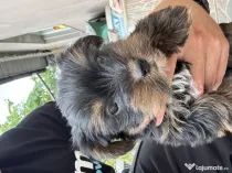 Pui yorkshire terrier