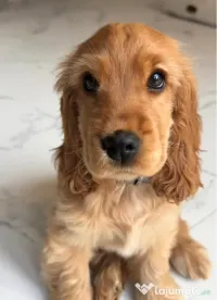 Cocker spaniel femela. 