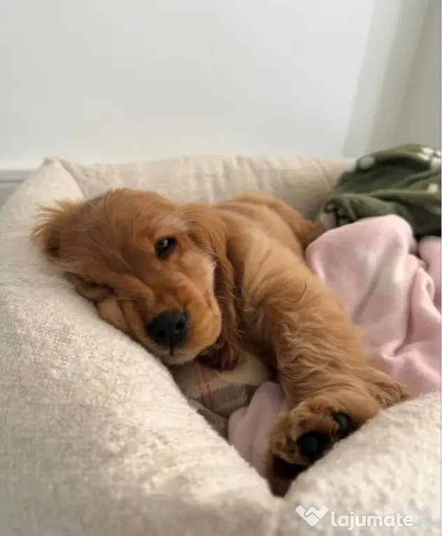 Cocker spaniel femela.
